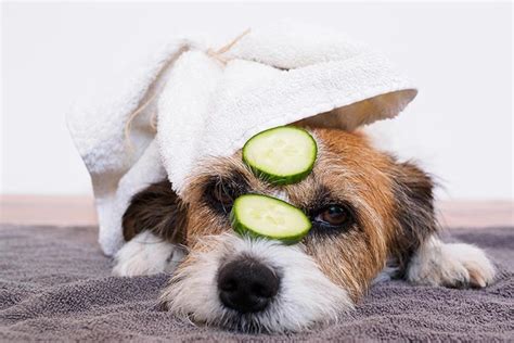 11 Can Dogs Eat Cucumbers – Home