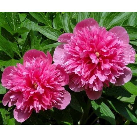 Paeonia Officinalis Rubra Plena Piwonia Majowa