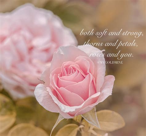 Pink Rose Quotes