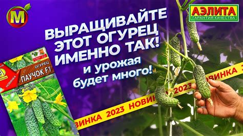 Самоопыляемый раннеспелый огурец ПАУЧОК F1. Как выращивать такие огурцы ...