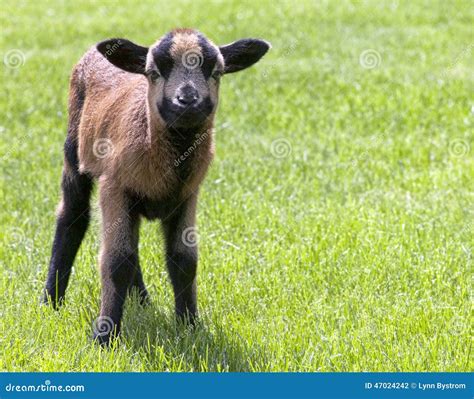 Lamb stock photo. Image of cute, countryside, pasture - 47024242