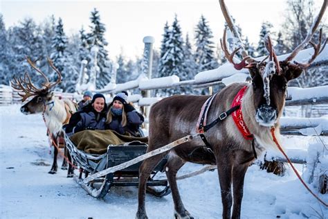 Half Day Experience In Local Reindeer Farm In Lapland