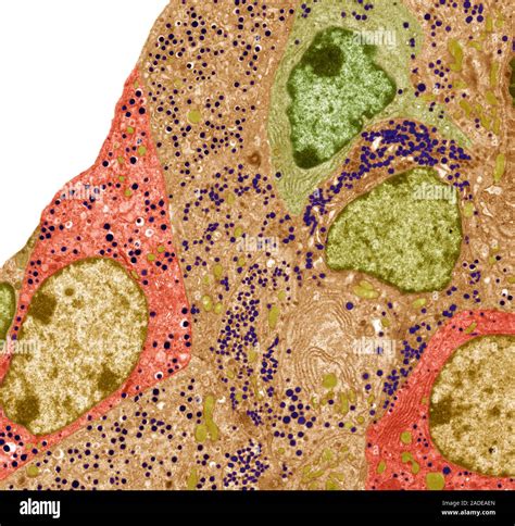 Pancreatic Islet Cells Coloured Transmission Electron Micrograph TEM