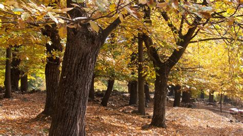 The history of the chestnut Cévennes Tourism