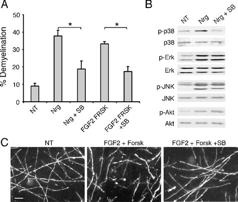 Figure From P Mapk Activation Promotes Denervated Schwann Cell