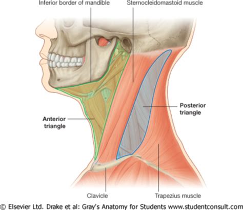 Assessing Head And Neck Flashcards Quizlet