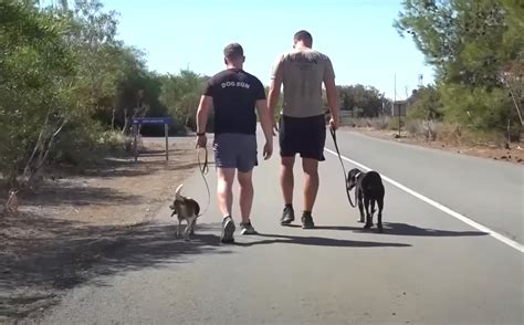 ‘dog Squadron Helping Out At Nicosia Shelter Cyprus Mail