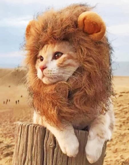 Cute Lion Cat