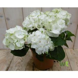 Hortensia Wit 30 40 Cm 4 Tot 6 Bloemen Warentuin Natuurlijk