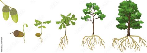 Life Cycle Of Oak Tree Growth Stages From Acorn And Sprout To Old Tree