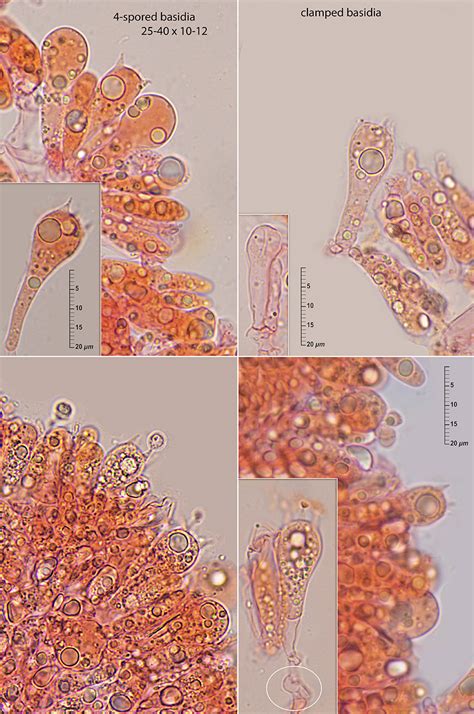 Mycena Chlorophos Berk Curt Sacc Cemas Orden Agaricales