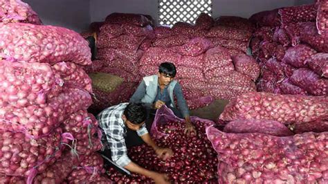 Centre Bans On The Export Of Onion Till Next Year INDToday