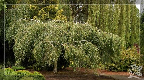 Weeping Flowering Trees Zone 4 | Best Flower Site