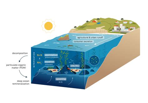 California Coastal Nitrogen Cycle - Amy Dozier