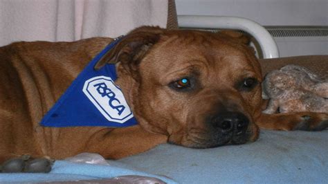 RSPCA reveals it received 3,000 calls over Christmas about animal cruelty in Kent