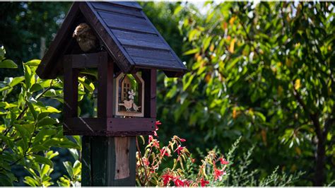 17 Tips for a Bird-Friendly Garden