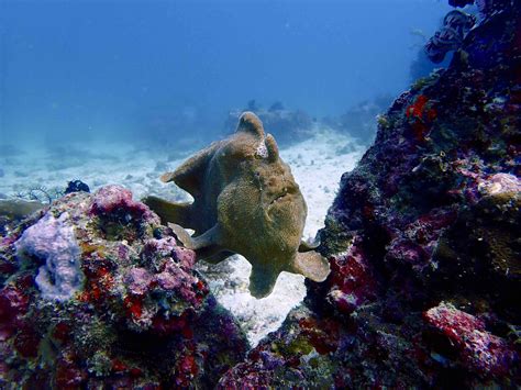 18 True Facts About Frog Fish: The Masters of Camouflage - Facts.net