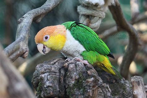 Pin En Aves Loros Bosques H Medos Parrot Loros