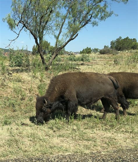 Tptr Caravan July Caprock Canyons Texas Plains Flickr