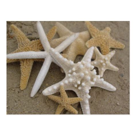 Sea Stars Postcard | Zazzle