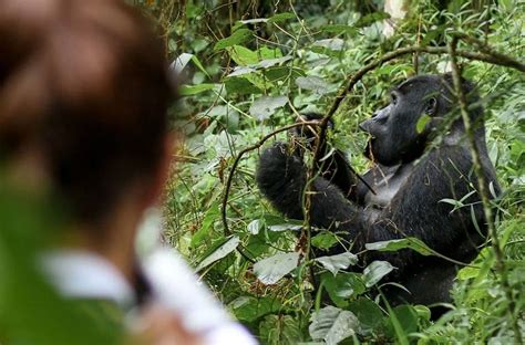 Updated Uganda Gorilla Permit Prices For To