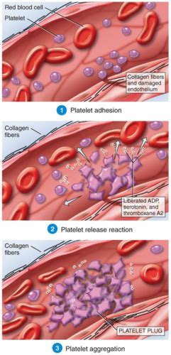 Unit 1 Primary Hemostasis And Disorders Flashcards Quizlet