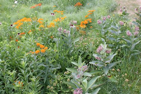 Butterfly Milkweed Minnesota Prairie Roots