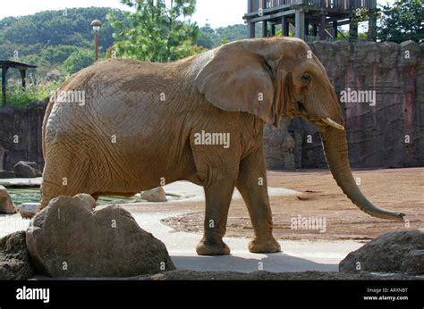 African elephant tama zoo tokyo hi-res stock photography and images - Alamy