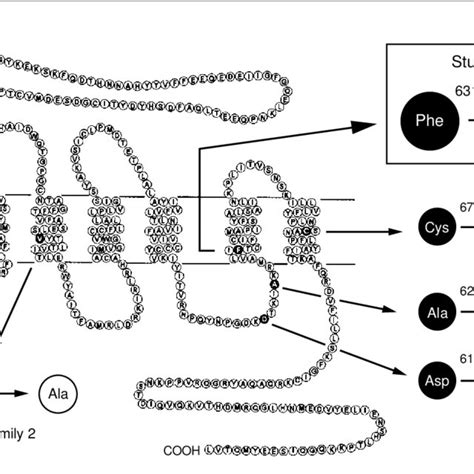 Amino Acid Structure Of The Thyrotropin Receptor And Location Of