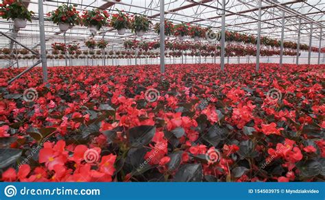 Invernadero De Cristal Grande Con Las Flores Flores Crecientes En Invernaderos Interior De Un