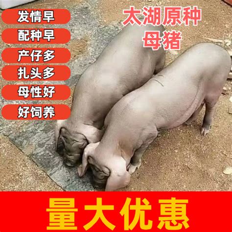 一头猪一天吃多少饲料？ 惠农网