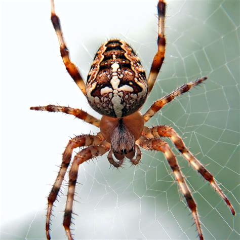 A Hiker Tried to Burn a Spider. He Allegedly Sparked a Wildfire Instead.