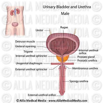 Alila Medical Media | Urinary System Images