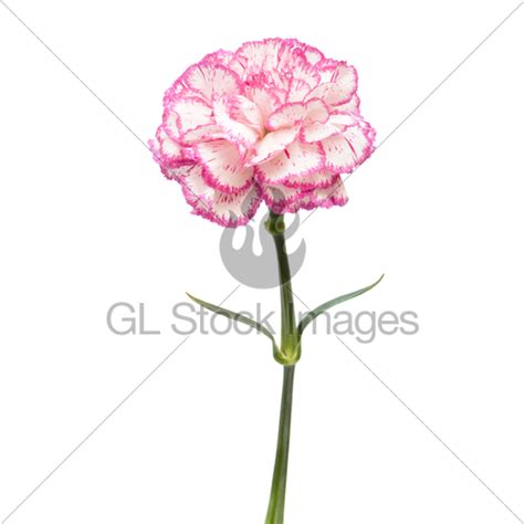 Pink Carnation Drawing at PaintingValley.com | Explore collection of ...