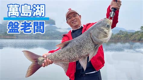 【鄧剛釣魚】400一天萬島湖釣巨鰱，開杆就上大魚，老闆：虧死了虧死了！ Youtube