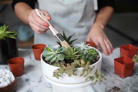 How To Make A Succulent Container Garden