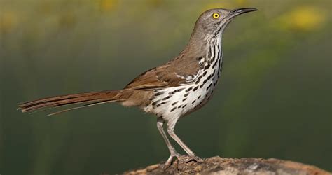 Long-billed Thrasher Identification, All About Birds, Cornell Lab of