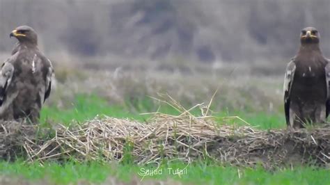 Steppe Eagles Aquila Nipalensis Youtube