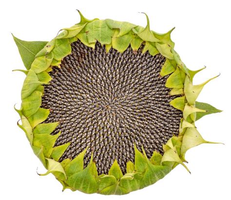 Sunflower Seed Head Isolated On White Background Overhead View Stock