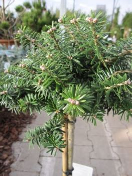 Abies Koreana Cis Kugelkoreatanne Cis Zwergkoreatanne Bonsai Konifere