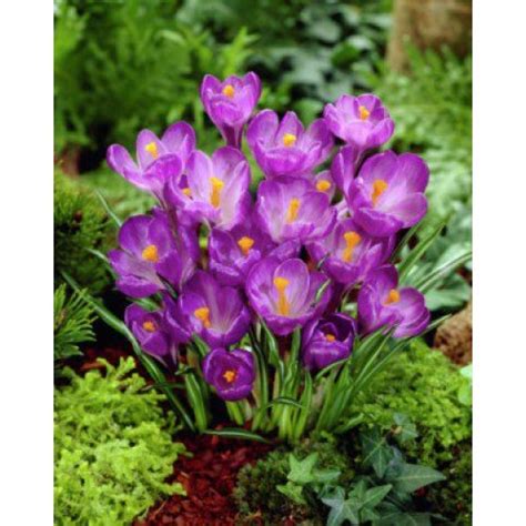 Крокус Flower Record /5 шт/
