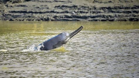 Ganges river dolphin: Why India must do more to conserve our National ...