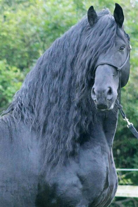 Friesian Stallion Friesenpferde Pferde Und Pferde Rassen