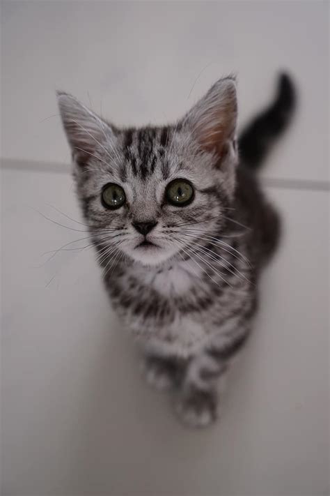 Безкоштовне завантаження | кішка, милий, тварина, домашня тварина ...