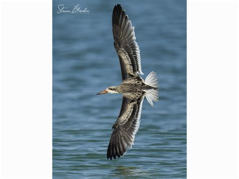 2022 Black Skimmers Colony Images – Florida Bird Photography Tours