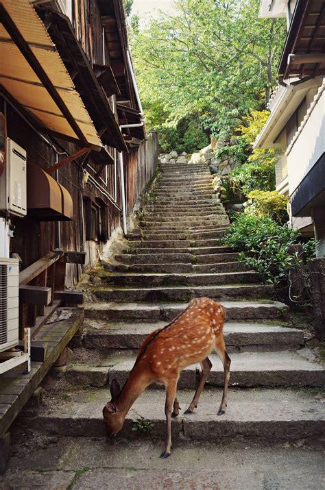 Deer in Miyajima : japanpics