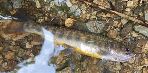 Fishing Rules - Kuta River