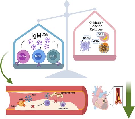 Tipping The Scale Atheroprotective Igm Producing B Cells In