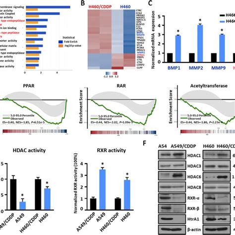 Schematic Diagram Regulation Of Htra By Hdac And Rxr Significantly