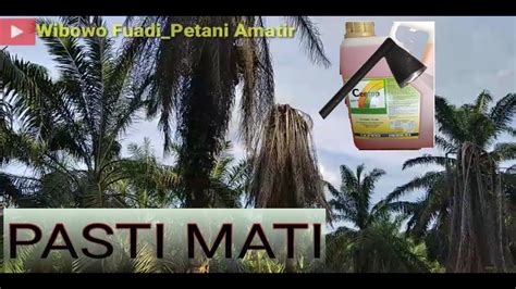 Cara Mematikan Pohon Sawit Dengan Mudah Dan Hemat Youtube